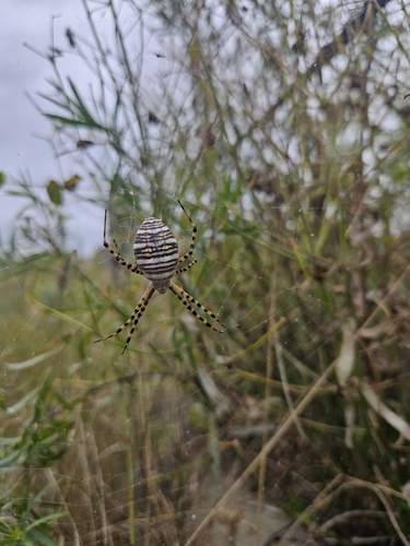 Banded Garden Spider