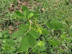 Senna obtusifolia