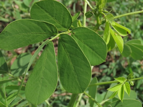 Senna obtusifolia, photograph 1
