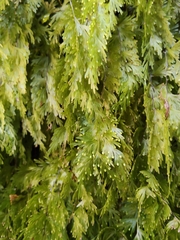Hymenophyllum flabellatum, photograph (c) John Barkla, some rights reserved (CC BY)