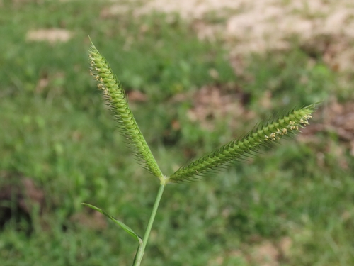 Dactyloctenium aegyptium, photograph 5