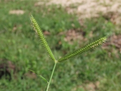 Dactyloctenium aegyptium, photograph (c) Abraham Sánchez Romero, some rights reserved (CC BY)