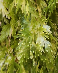 Hymenophyllum flabellatum, photograph (c) John Barkla, some rights reserved (CC BY)