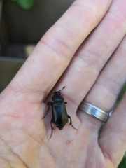 Nicrophorus humator