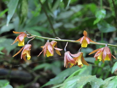 Tainia dunnii