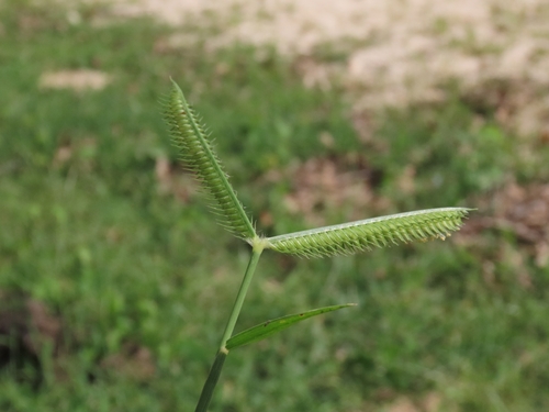 Dactyloctenium aegyptium, photograph 6