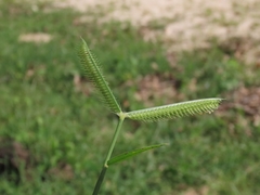 Dactyloctenium aegyptium, photograph (c) Abraham Sánchez Romero, some rights reserved (CC BY)