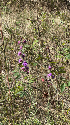 rough blazing star