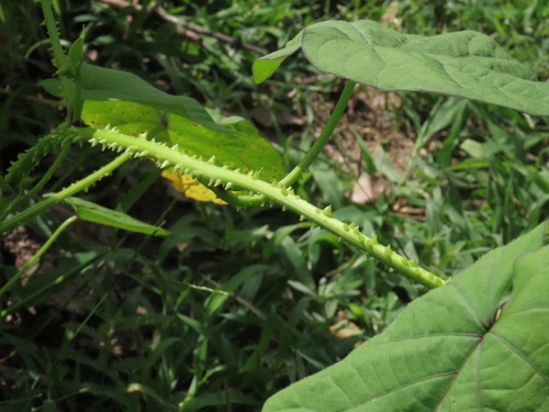 Ipomoea parasitica