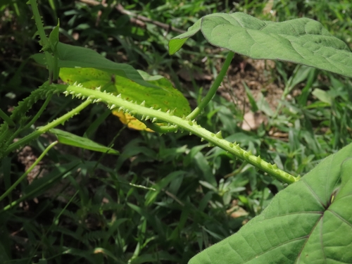 Ipomoea parasitica, photograph 1
