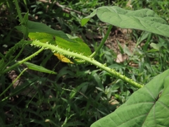 Ipomoea parasitica, photograph (c) Abraham Sánchez Romero, some rights reserved (CC BY)