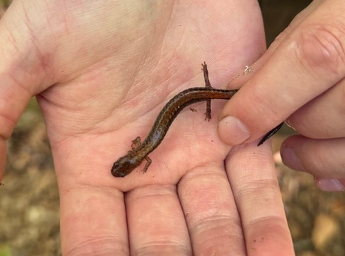 Eastern Red-backed Salamander observed by august18551