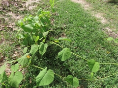 Ipomoea parasitica, photograph (c) Abraham Sánchez Romero, some rights reserved (CC BY)