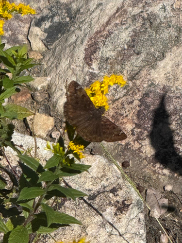 Horace's Duskywing