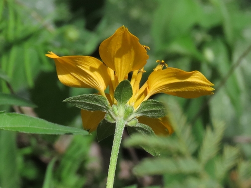 Sclerocarpus divaricatus