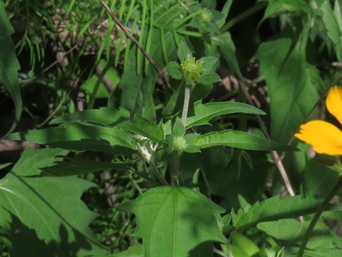 Sclerocarpus divaricatus, photograph 2