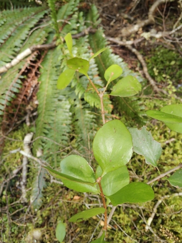 Peraxilla colensoi, photograph 2