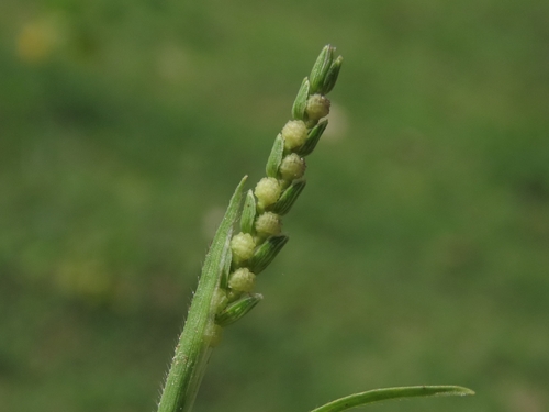 Hackelochloa granularis observed 2026-09-15