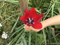 Tulipa