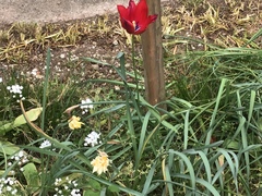 Tulipa