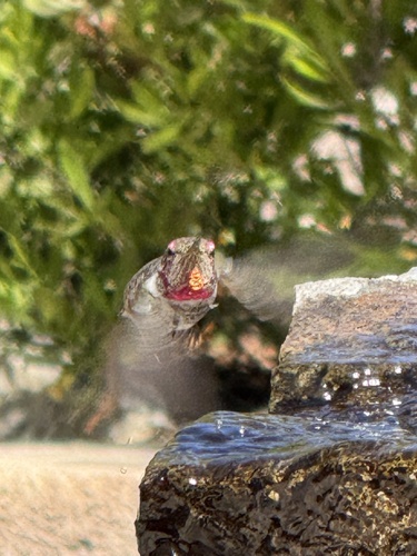 Anna's Hummingbird observed by minusculerock
