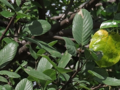 Karwinskia humboldtiana