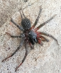 Thelechoris striatipes