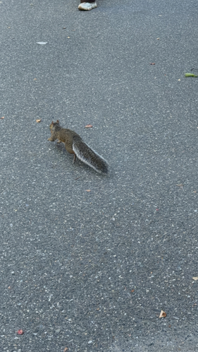 Eastern Gray Squirrel observed by liuser