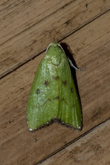 Doloessa viridis
