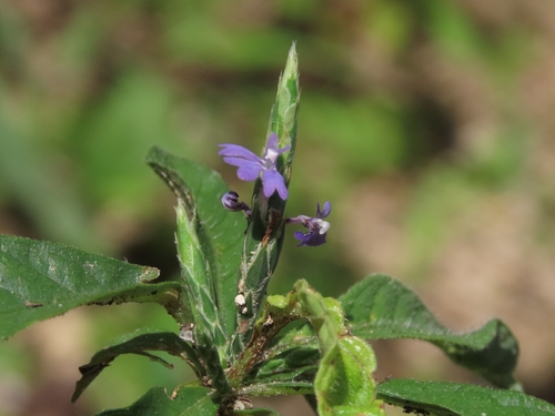 Elytraria imbricata