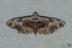 Araeopteron proleuca