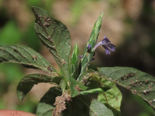 Elytraria imbricata, photograph 1