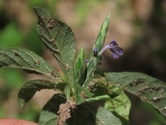 (c) Abraham Sánchez Romero, some rights reserved (CC BY) Elytraria imbricata, photograph (c) Abraham Sánchez Romero, some rights reserved (CC BY)