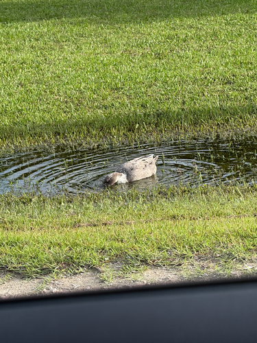 Domestic Mallard