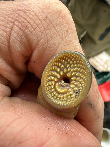 Chestnut Lamprey