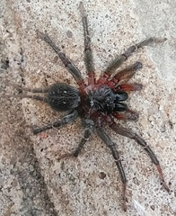 Thelechoris striatipes