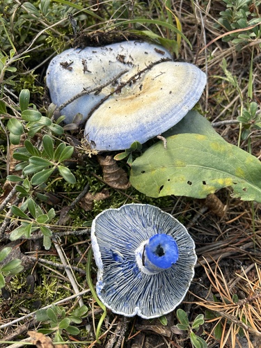 indigo milk cap