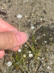 Eriocaulon aquaticum