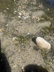 Eriocaulon aquaticum, photograph (c) Destynnie K. Berard, some rights reserved (CC BY)