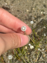 Eriocaulon aquaticum, photograph (c) Destynnie K. Berard, some rights reserved (CC BY)