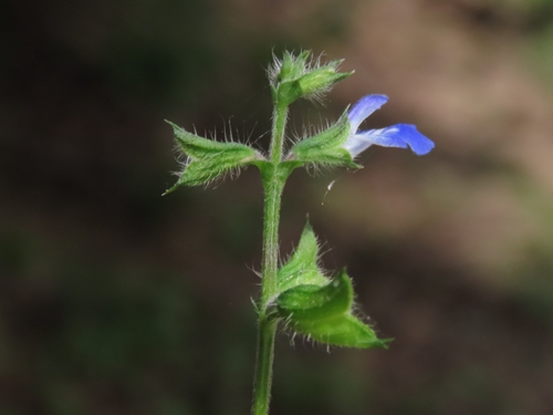 Salvia misella