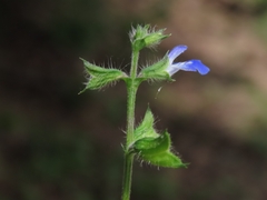 Salvia misella