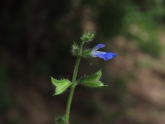Salvia misella, photograph (c) Abraham Sánchez Romero, some rights reserved (CC BY)