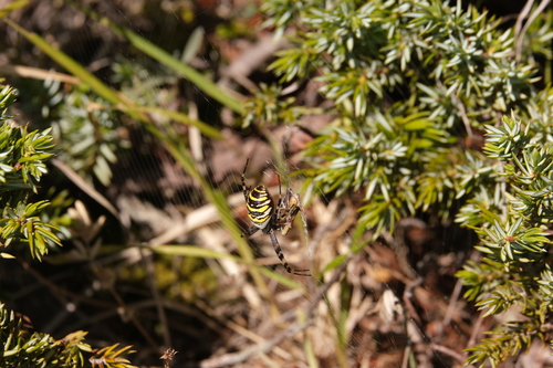 Wasp Spider