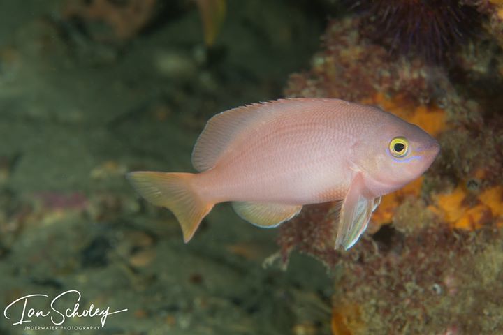 Barber Perch