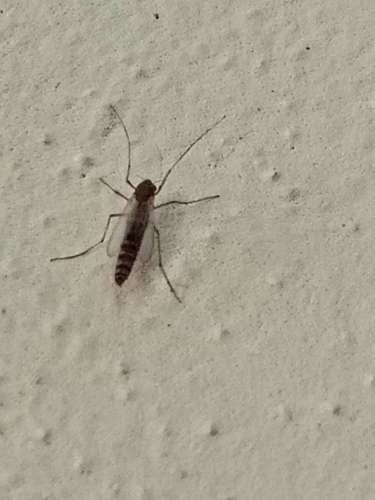 Chironomini