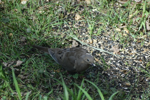 Mourning Dove