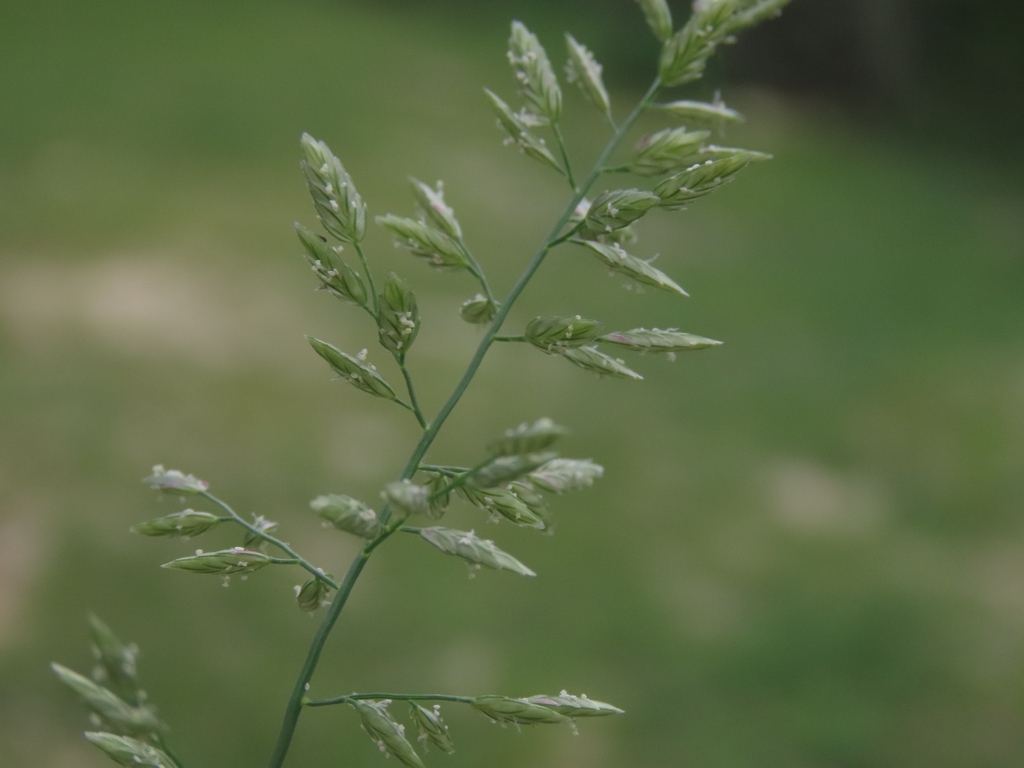 Eragrostis cilianensis; photograph (c) Abraham Sánchez Romero, some rights reserved (CC BY)