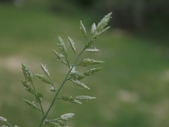 Eragrostis cilianensis, photograph (c) Abraham Sánchez Romero, some rights reserved (CC BY)