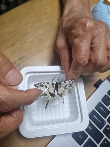 Dragon Swallowtail